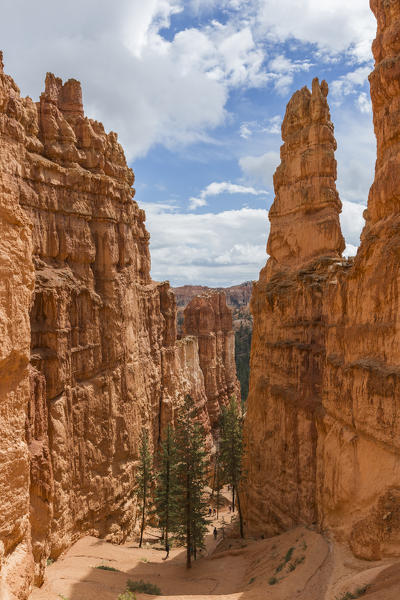 Hoodoos on Navajo Trail Loop. Bryce Canyon National Park, Garfield County, Utah, USA.