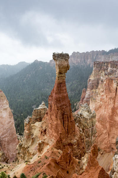 Black Birch Canyon. Bryce Canyon National Park, Garfield County, Utah, USA.