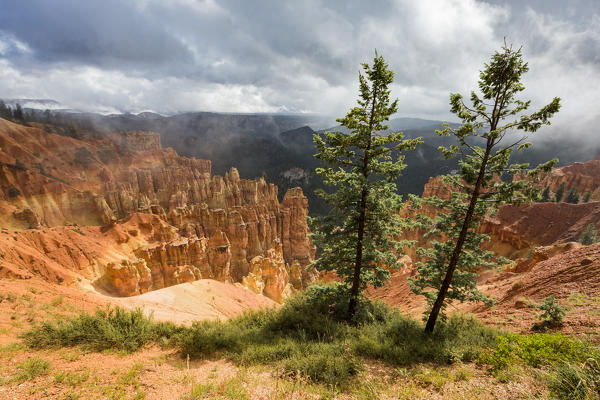 Black Birch Canyon. Bryce Canyon National Park, Garfield County, Utah, USA.