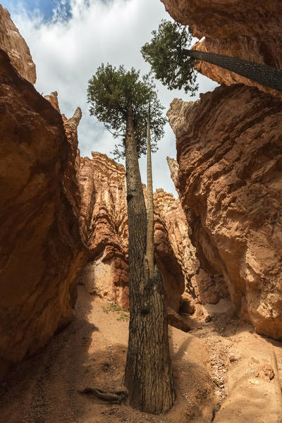 Douglas fir trees in Wall Street gorge, Navajo Loop Trail. Bryce Canyon National Park, Garfield County, Utah, USA.