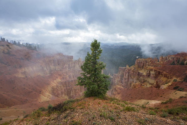 Black Birch Canyon. Bryce Canyon National Park, Garfield County, Utah, USA.