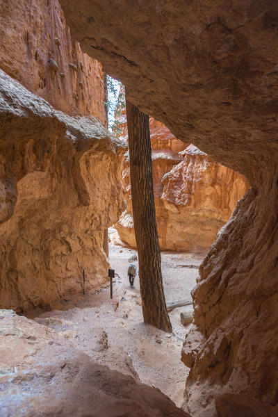 Hiker through Wall Street gorge. Navajo Loop Trail, Bryce Canyon National Park, Garfield County, Utah, USA.