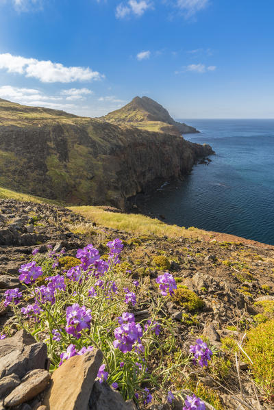 Purple flowers and Point of Saint Lawrence in the background. Machico district, Madeira region, Portugal.