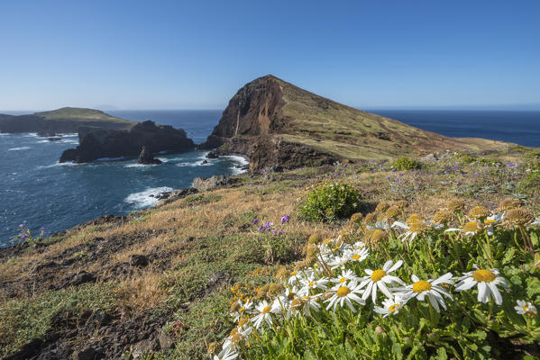 Daisy flowers and Cevada islet from Point of St Lawrence. Canical, Machico district, Madeira region, Portugal.