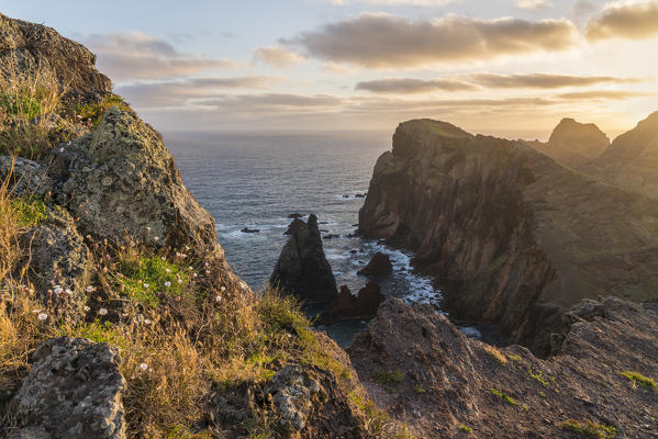 Flowers on the rocks and cliffs on the Atlantic Ocean at Point of St Lawrence at dawn. Canical, Machico district, Madeira region, Portugal.