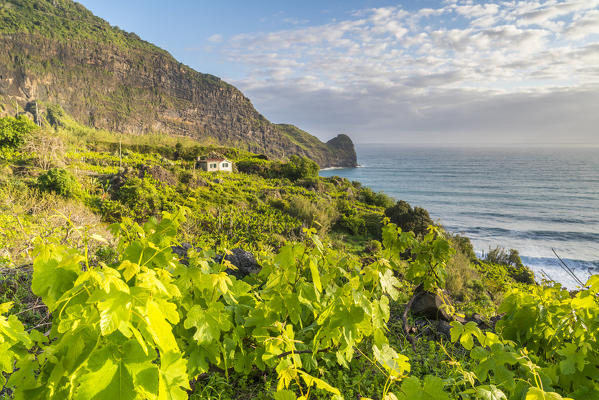 Vineyard and fruit plantations, with Clerigo Point in the background.  Faial, Santana municipality, Madeira region, Portugal.