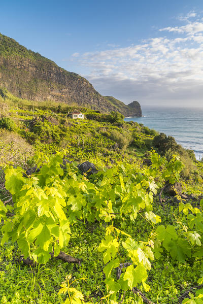 Vineyard and fruit plantations, with Clerigo Point in the background.  Faial, Santana municipality, Madeira region, Portugal.