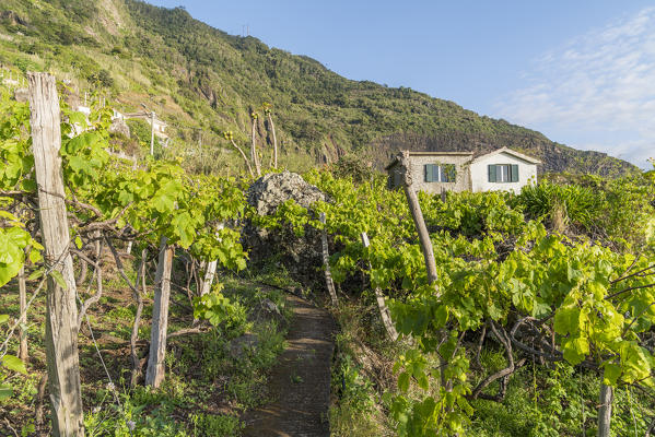 Farmhouse surrounded by grapevine. Faial, Santana municipality, Madeira region, Portugal.