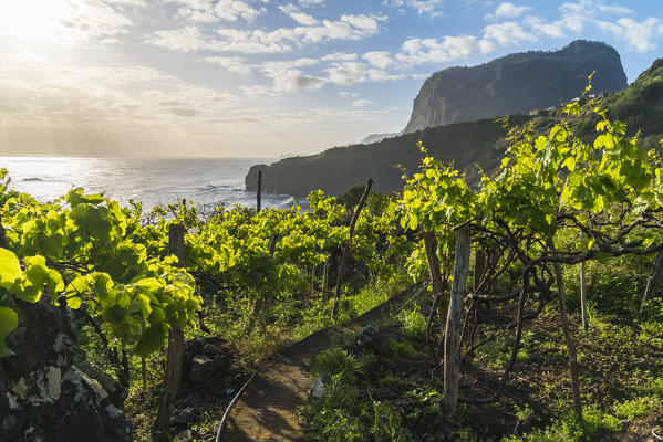 Vineyard with Crane viewpoint in the background. Faial, Santana municipality, Madeira region, Portugal.