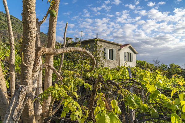 Farmhouse surrounded by grapevine with papaya trees in the foreground. Faial, Santana municipality, Madeira region, Portugal.