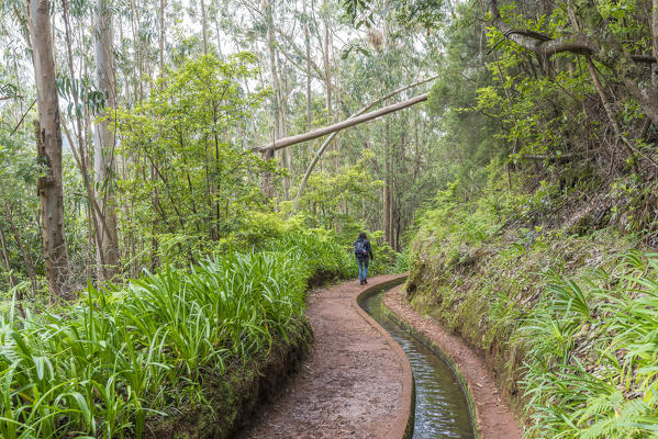 Woman walking on the Levada do Rei. Sao Jorge, Santana municipality, Madeira region, Portugal.