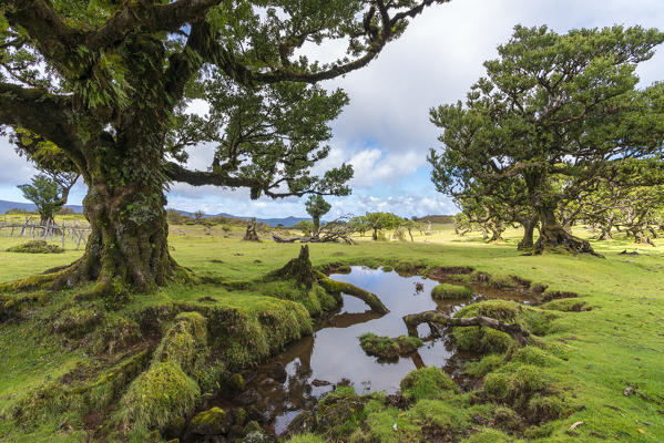 Laurel trees and pool in the UNESCO Site Laurisilva Forest. Fanal, Porto Moniz municipality, Madeira region, Portugal.