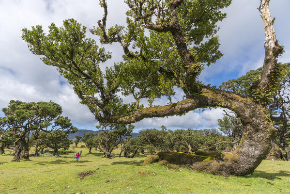 Woman walking near a Laurel tree in the Laurisilva forest. Fanal, Porto Moniz municipality, Madeira region, Portugal. (MR)