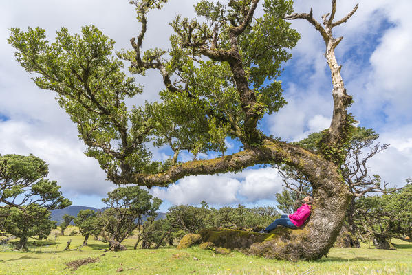 Woman sitting on a Laurel tree in the Laurisilva forest. Fanal, Porto Moniz municipality, Madeira region, Portugal.