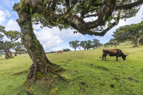Laurel trees and two cows in the Laurisilva Forest, UNESCO World Heritage Site. Fanal, Porto Moniz municipality, Madeira region, Portugal.