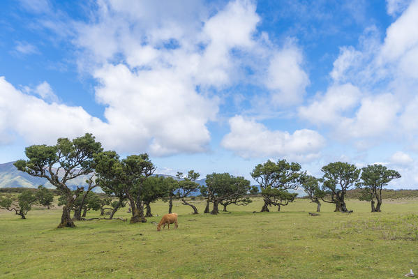 Cow grazing under Laurel trees in the Laurisilva Forest. Fanal, Porto Moniz municipality, Madeira region, Portugal.