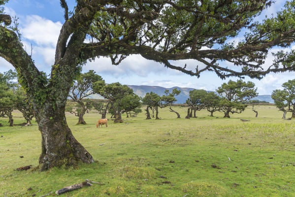 Cow grazing under Laurel trees in the Laurisilva Forest. Fanal, Porto Moniz municipality, Madeira region, Portugal.