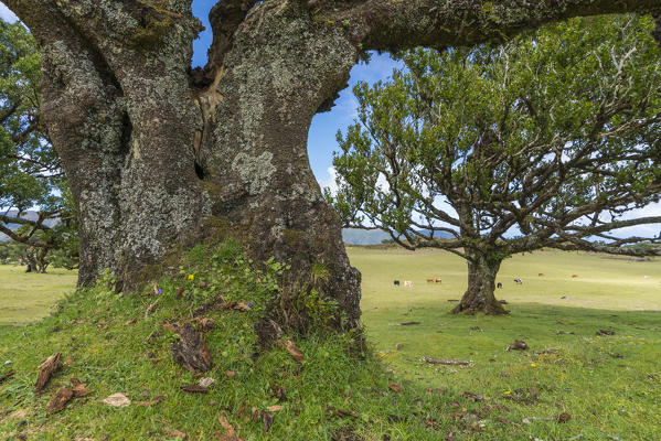 Laurel trees and cows grazing in the background. Laurisilva Forest, Fanal, Porto Moniz municipality, Madeira region, Portugal.