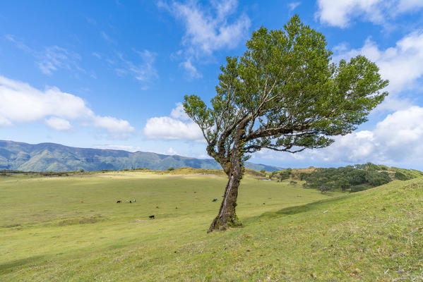 Laurel tree and cows grazing in the background. Laurisilva Forest, Fanal, Porto Moniz municipality, Madeira region, Portugal.