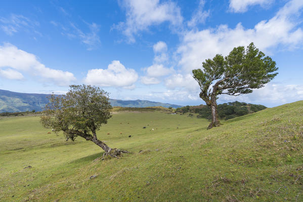 Laurel trees and cows grazing in the background. Laurisilva Forest, Fanal, Porto Moniz municipality, Madeira region, Portugal.