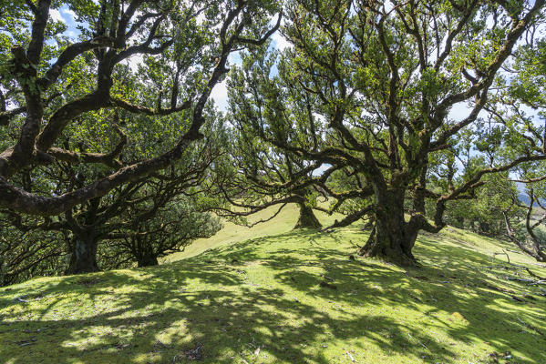 Laurel trees in the Laurisilva Forest, UNESCO World Heritage Site. Fanal, Porto Moniz municipality, Madeira region, Portugal.