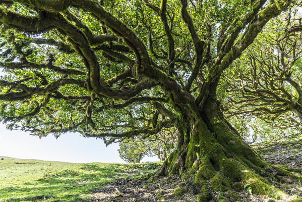 Laurel tree in the Laurisilva Forest, UNESCO World Heritage Site. Fanal, Porto Moniz municipality, Madeira region, Portugal.