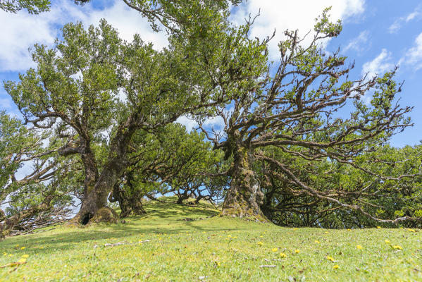 Laurel tree in the Laurisilva Forest, UNESCO World Heritage Site. Fanal, Porto Moniz municipality, Madeira region, Portugal.