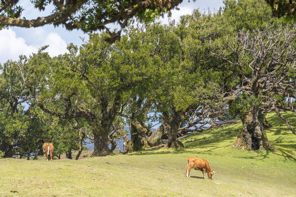 Cows grazing under Laurel trees in the Laurisilva Forest, UNESCO World Heritage Site. Fanal, Porto Moniz municipality, Madeira region, Portugal.