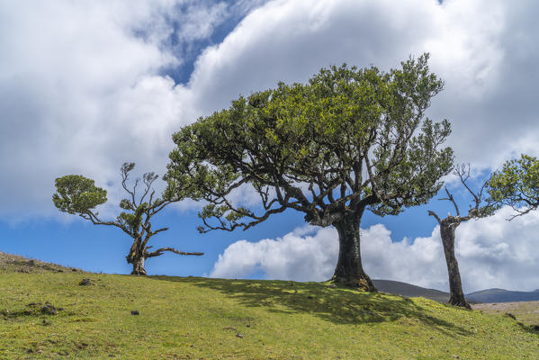 Laurel trees in the Laurisilva Forest, UNESCO World Heritage Site. Fanal, Porto Moniz municipality, Madeira region, Portugal.