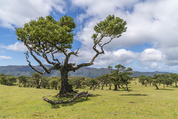 Laurel trees in the Laurisilva Forest, UNESCO World Heritage Site. Fanal, Porto Moniz municipality, Madeira region, Portugal.