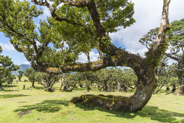 Laurel trees in the Laurisilva Forest, UNESCO World Heritage Site. Fanal, Porto Moniz municipality, Madeira region, Portugal.