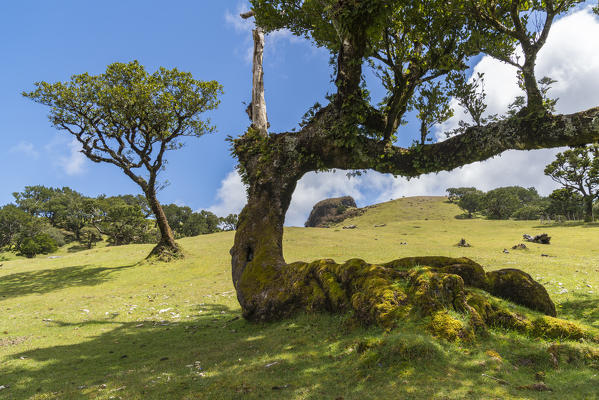 Laurel trees in the Laurisilva Forest, UNESCO World Heritage Site. Fanal, Porto Moniz municipality, Madeira region, Portugal.