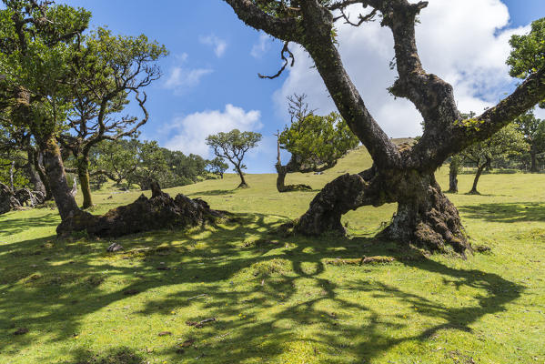 Laurel trees in the Laurisilva Forest, UNESCO World Heritage Site. Fanal, Porto Moniz municipality, Madeira region, Portugal.