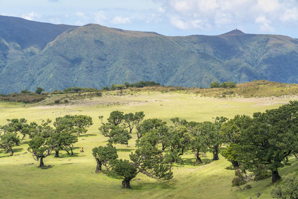 Cows grazing under Laurel trees in the Laurisilva Forest, UNESCO World Heritage Site. Fanal, Porto Moniz municipality, Madeira region, Portugal.