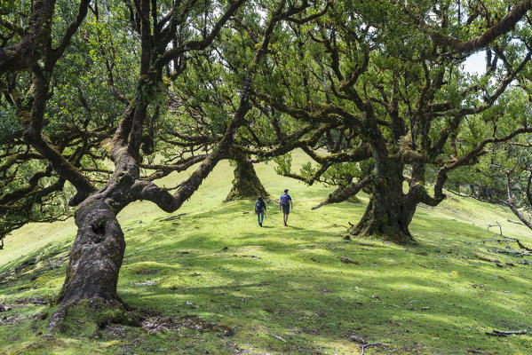 Couple walking under Laurel trees in the Laurisilva Forest, UNESCO World Heritage Site. Fanal, Porto Moniz municipality, Madeira region, Portugal.