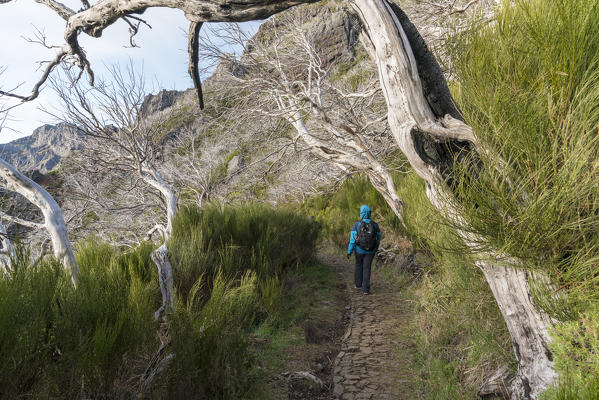 Woman hiking under dead trees on the trail from Pico Ruivo to Pico do Areeiro. Achada do Teixeira, Santana municipality, Madeira region, Portugal.