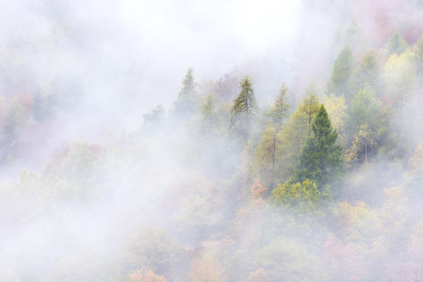 The colors of autumn in the woods
Europe, Italy, Trento district, Natural park Adamello Brenta, Non valley