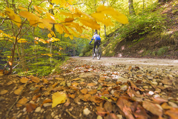 Cyclist between autumn colors
Europe, Italy, Trentino region, Trento district, Sporminore city, Non valley