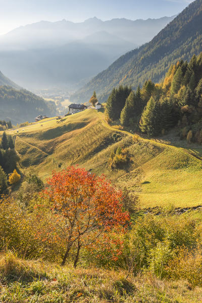 Pejo valley in autumn
Europe, Italy, Trentinto Alto Adige, Trento district, Pejo valley, Comasine city