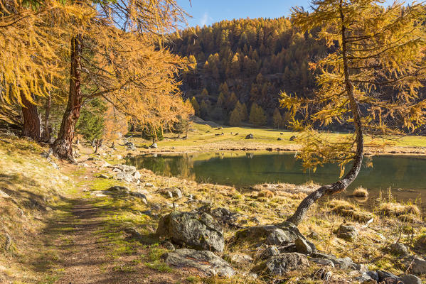 Covel lake in autumn
Europe, Italy, Trentino region, Trento district, Pejo valley, 
Ortles mountain group, natural Park Stelvio