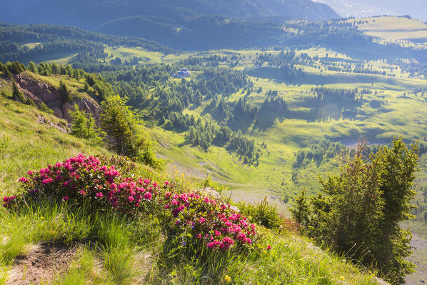 Flowering of rhododendrons on Mount Peller
Europe, Italy, Trentino Alto Adige, Non valley, Trento district, Non valley, Natural Park Adamello Brenta