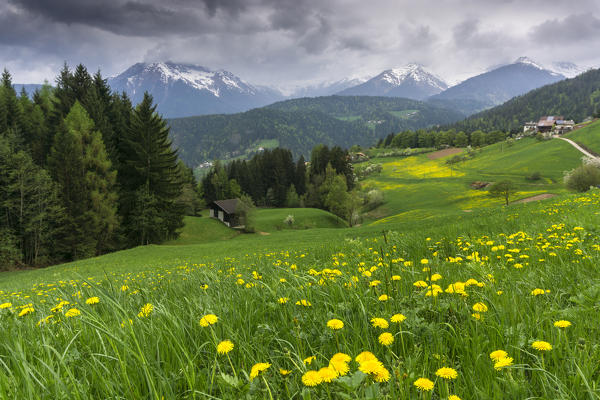 the prairies of Lauregno in spring
Europe, Italy, Trentino Alto Adige, Non valley, Lauregno, Bolzano province
