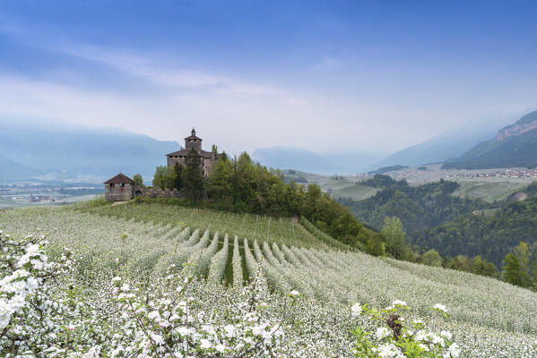Flowering at the foot of Nanno Castle
Europe, Italy, Trentino, Non valley, Trento province, Nanno, Ville d'Anaunia