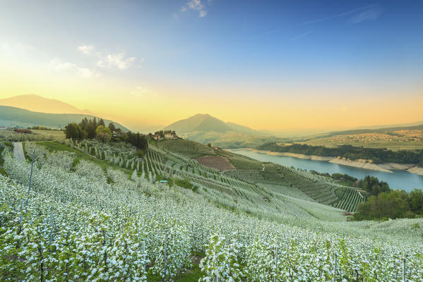 flowers in spring season at sunset in Non valley
Europe, Italy, Trentino, Non valley, Cles, Trento province