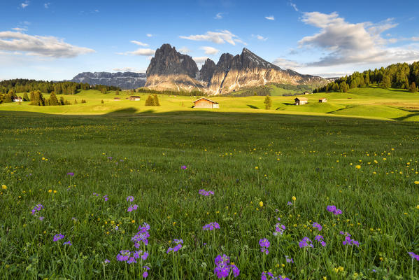 Alpe Siusi in spring at sunset
Europe, Italy, Trentino south Tyrol, Compaccio