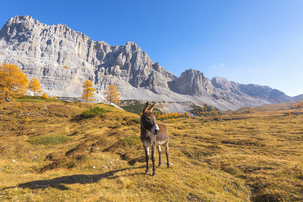 Donkey in autumn on the pasture of the Santa Maria valley in Natural Park Adamello Brenta
Europe, Italy, Trentino, Non Valley, Flavon, Trento province