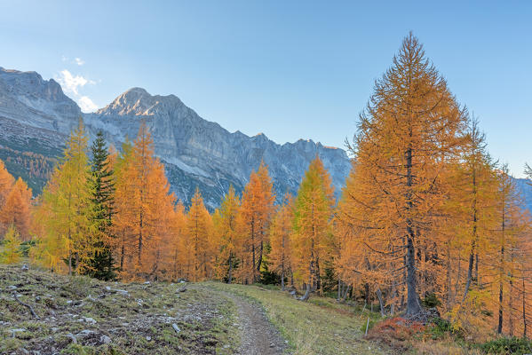 Larches in autumn on the natural park Adamello Brenta
Europe, Italy, Trentino, Trento province, Non valley, 