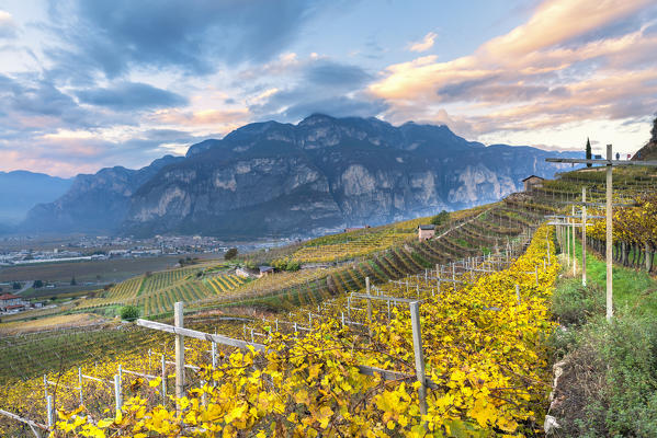 Vineyards in Rotalian plan
Europe, Italy, Trentino, Rotalian plan, Faedo