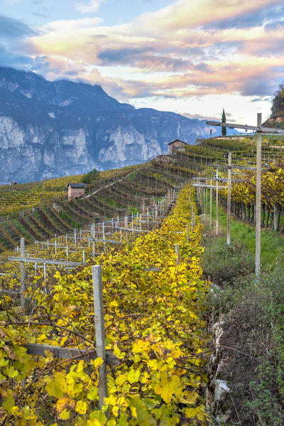 Foliage in autumn on the vineyards in Faedo
Europe, Italy, Trentino, Rotalian plan, Faedo