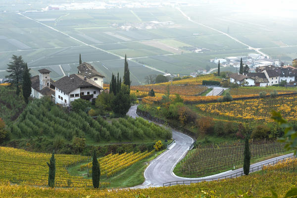 Vineyards in South Tyrol
Europe, Italy, Trentino Alto Adige, South Tyrol, Cortaccia, Bolzano province